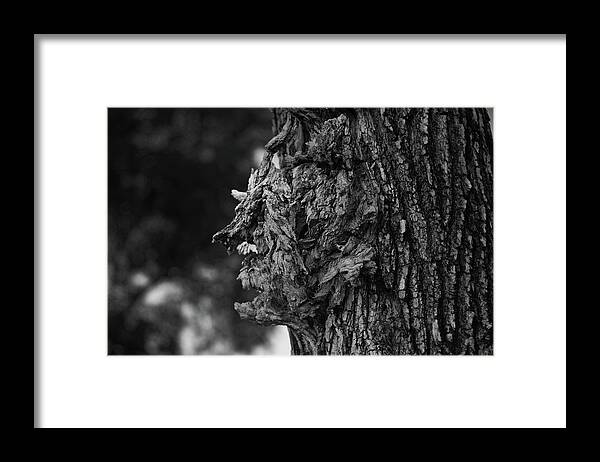 Tree Framed Print featuring the photograph Profile in a Tree by Alan Goldberg