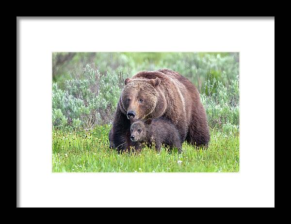 Grizzly Bear Framed Print featuring the photograph Protecting Her Baby by Jack Bell