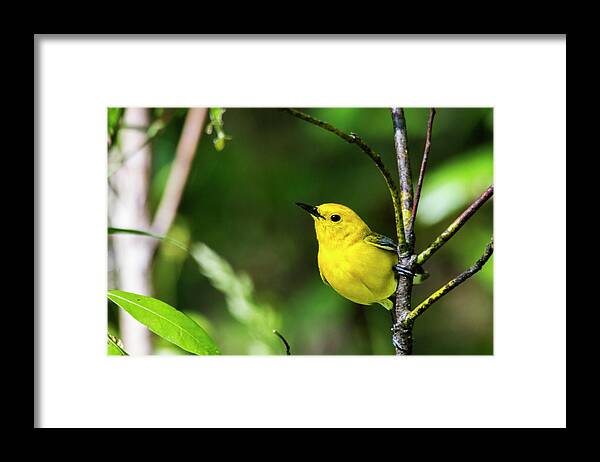 Prothonotary Warbler Framed Print featuring the photograph Prothonatary Warbler 4 by Bob Decker