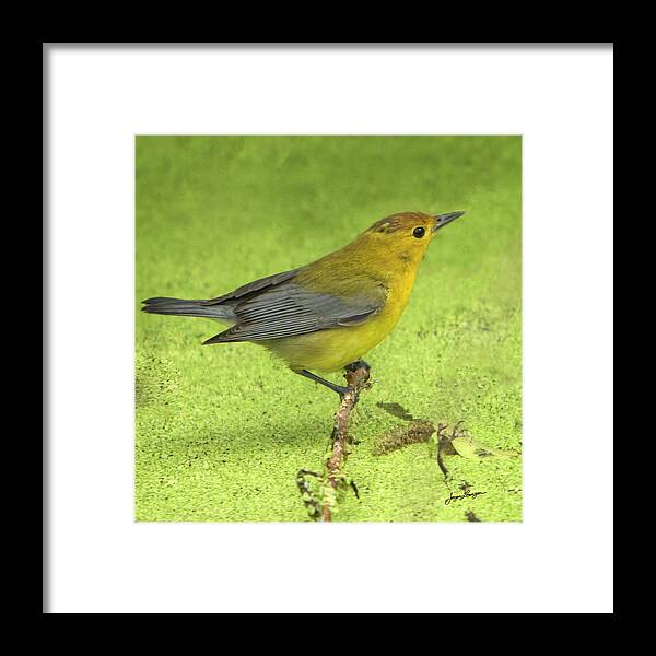 Prothonotary Warbler Framed Print featuring the photograph Prothonotary Warbler by Jurgen Lorenzen