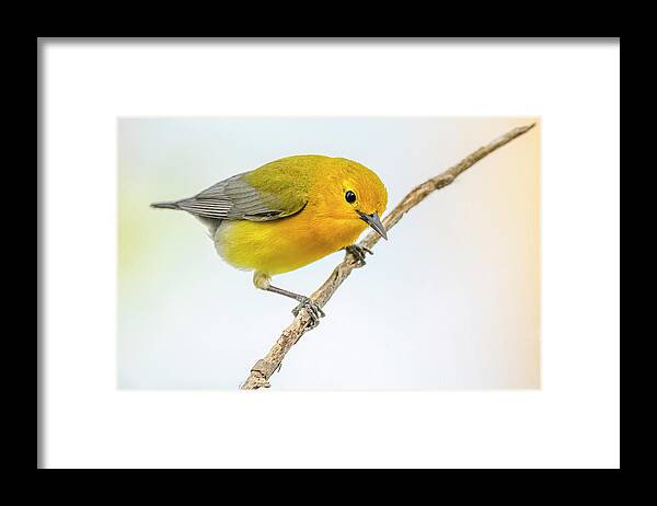 Prothonotary Warbler Perched #2 Framed Print featuring the photograph Prothonotary Warbler Perched #2 by Morris Finkelstein
