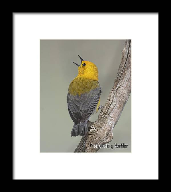Prothonotary Framed Print featuring the photograph Prothonotary Warbler by Wade Aiken