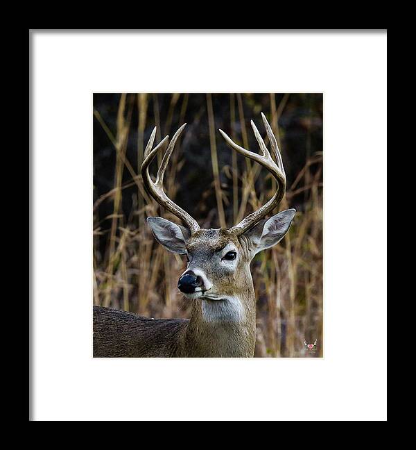 Deer Framed Print featuring the photograph Proud Buck by Pam Rendall