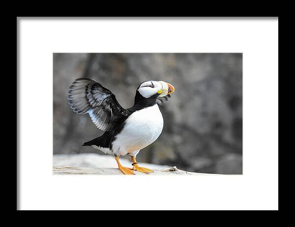 Wildlife Framed Print featuring the photograph Puffin prepares for flight by Ed Stokes