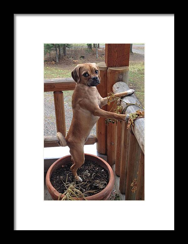 Making A Face Framed Print featuring the photograph Puggle on squirrel patrol by PhotoviewPlus