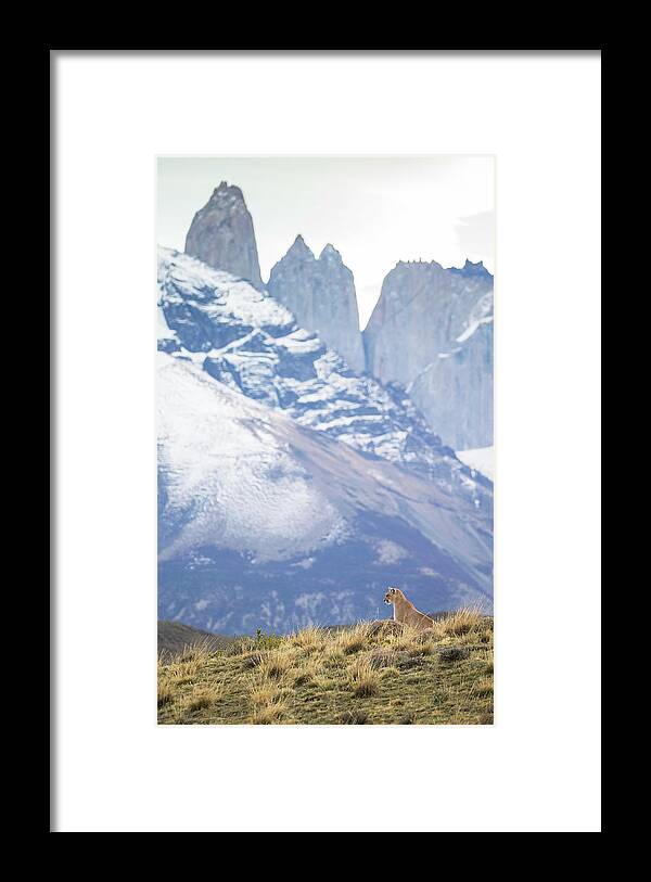 Puma Framed Print featuring the photograph Puma and the Towers by Max Waugh