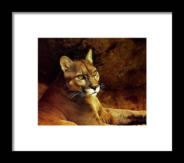Puma Framed Print featuring the photograph Puma Portrait by Lowell Monke