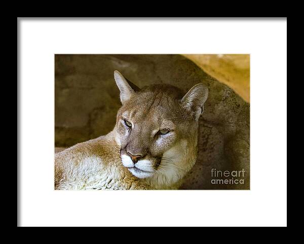 Puma Framed Print featuring the photograph Puma by Shirley Dutchkowski