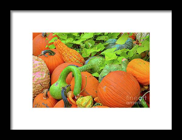 Autumn Framed Print featuring the photograph Pumpkin Patch by Diana Mary Sharpton