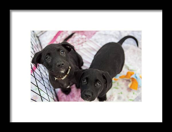 North Carolina Framed Print featuring the photograph Puppies for adoption by Elizabeth W. Kearley