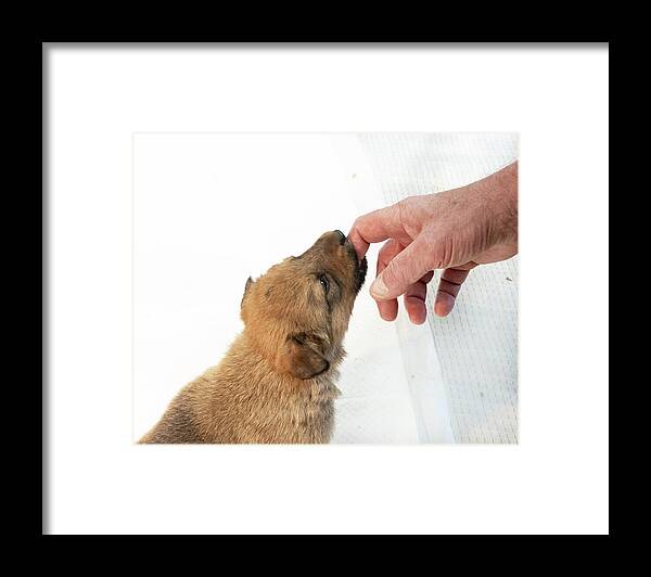 Puppy Framed Print featuring the photograph Puppy And Hand by Phil And Karen Rispin