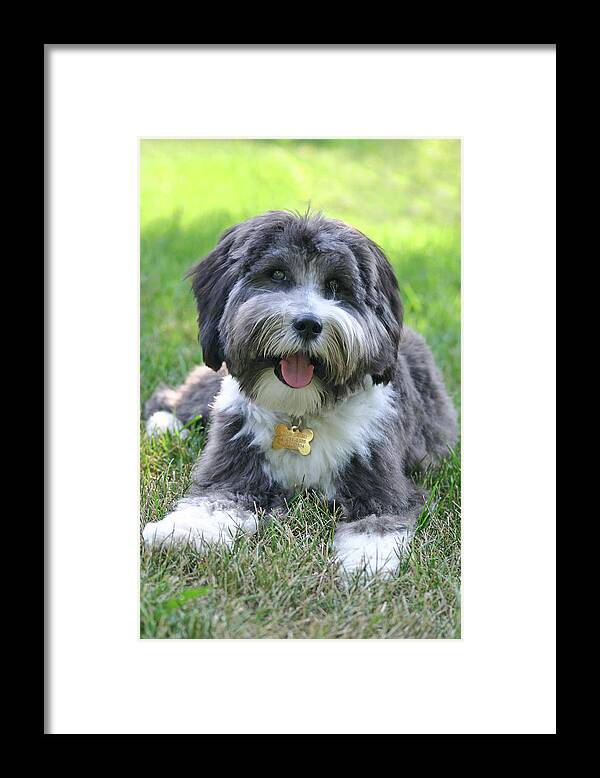Dog Framed Print featuring the photograph Puppy Love by Patty Colabuono