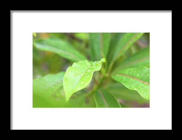 Leaf Framed Print featuring the photograph Pure Intentions by Josu Ozkaritz