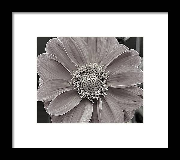 Flower Framed Print featuring the photograph Purity BW by Lee Darnell