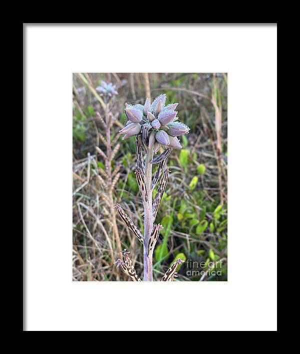 Purple Framed Print featuring the photograph Purple and dew by LeLa Becker