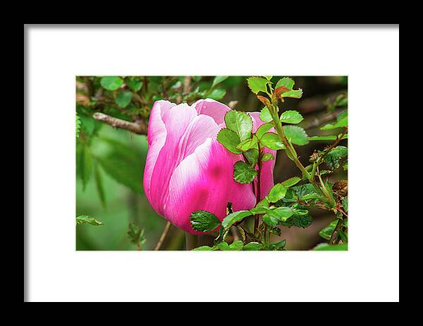 Green Framed Print featuring the photograph Purple and White Tulip Tucked Among the Leaves by Auden Johnson