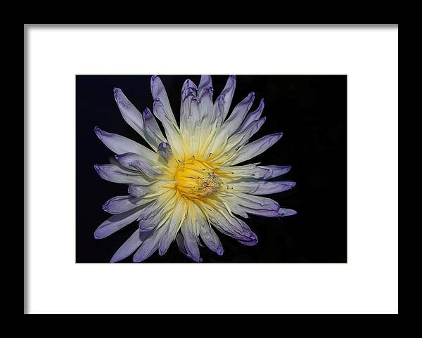 Water Lily Framed Print featuring the photograph Purple and Yellow by Mingming Jiang
