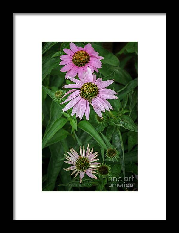 Purple Coneflowers Framed Print featuring the photograph Purple Coneflowers by Tamara Becker