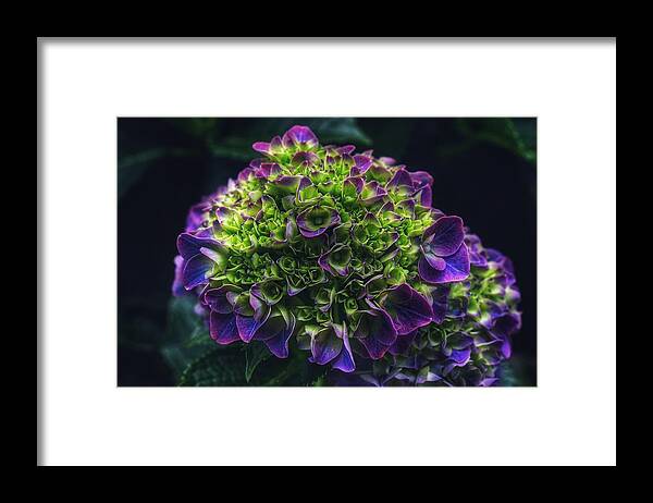 Photo Framed Print featuring the photograph Purple Crown by Evan Foster