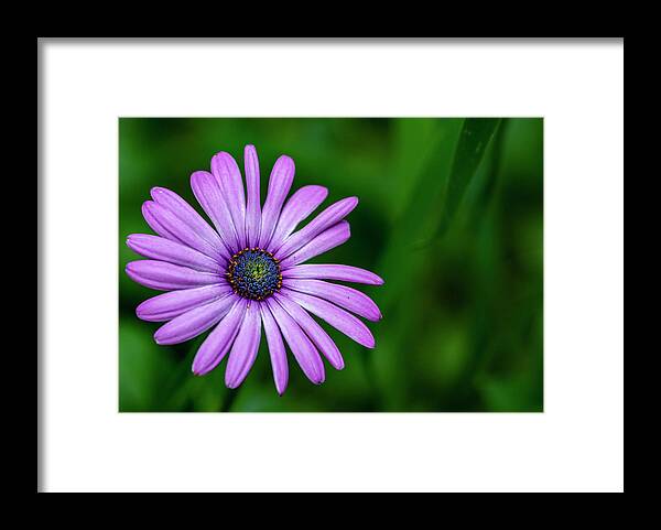 Flower Framed Print featuring the photograph Purple Daisy by Cathy Kovarik