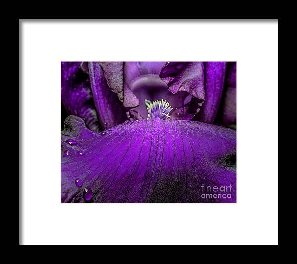 Purple Framed Print featuring the photograph Purple Flower by Gemma Mae Flores Sellers