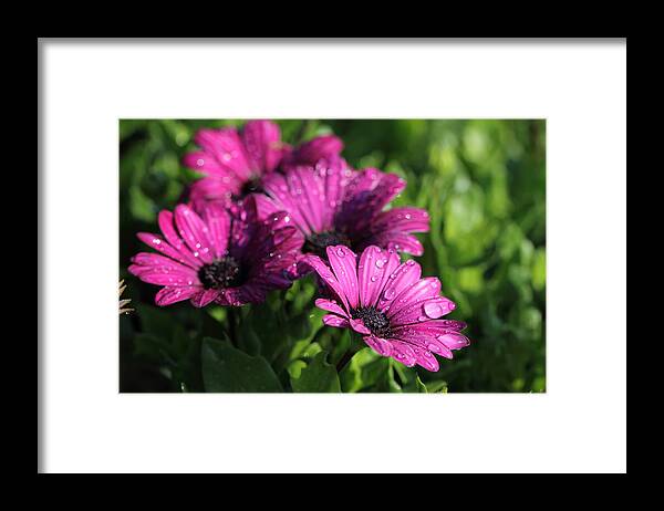 Close-up Framed Print featuring the photograph Purple Flower by Kongdigital