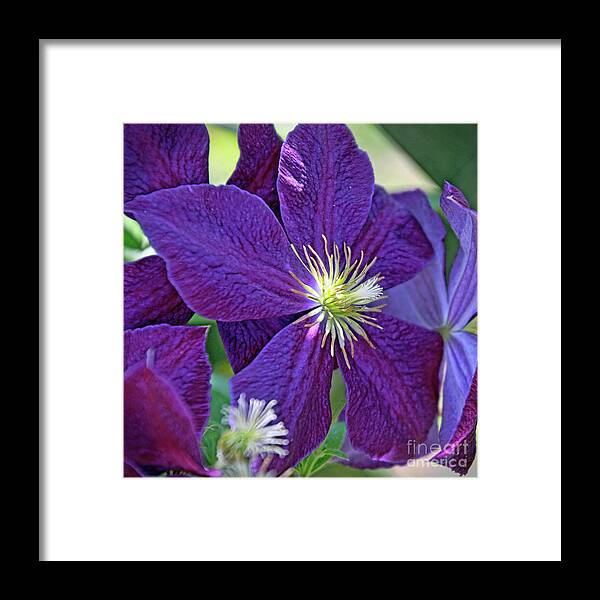 Flora Framed Print featuring the photograph Purple Flower by Tom Watkins PVminer pixs
