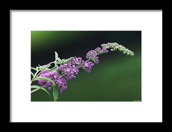 Flowers Framed Print featuring the photograph Purple Flowers of a Butterfly Bush by Trina Ansel