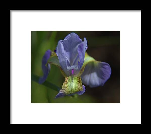 Iris Framed Print featuring the photograph Purple Iris Flower by Loyd Towe Photography