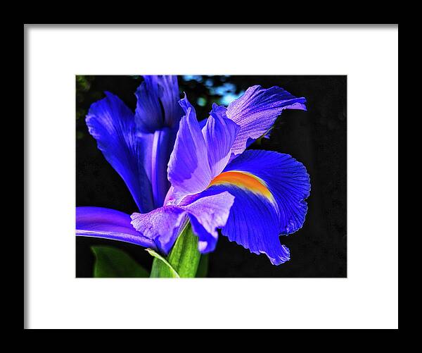 Iris Framed Print featuring the photograph Purple Iris by Kirsten Giving