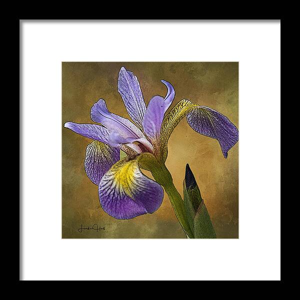 Flower Framed Print featuring the digital art Purple Iris by Linda Lee Hall