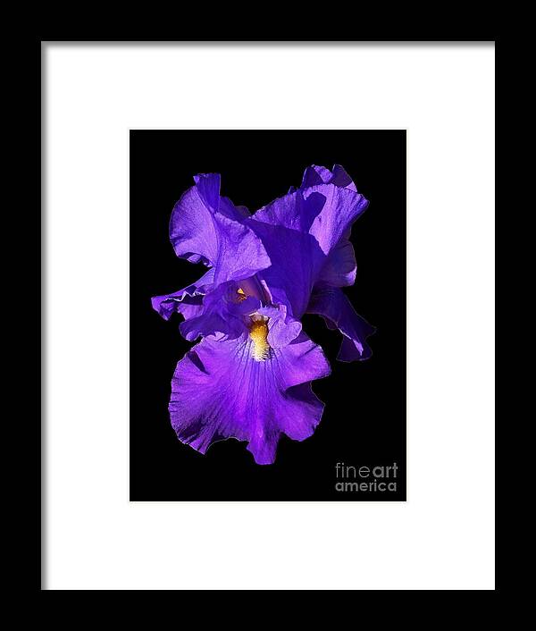 Purple Framed Print featuring the photograph Purple Iris by Yvonne M Smith