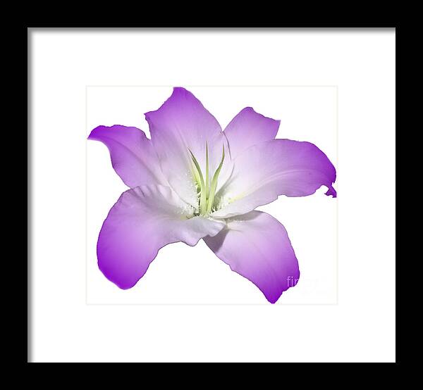 Purple Framed Print featuring the photograph Purple Lily Flower by Delynn Addams