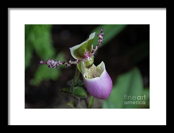 Nature Framed Print featuring the photograph Purple orchid by Agnes Caruso