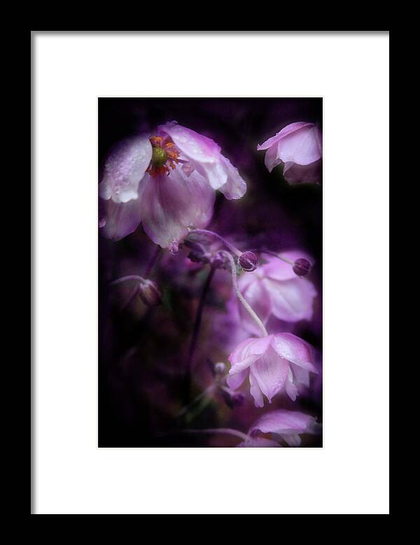 Flower Framed Print featuring the photograph Purple Perennial Flowers by Sally Bauer