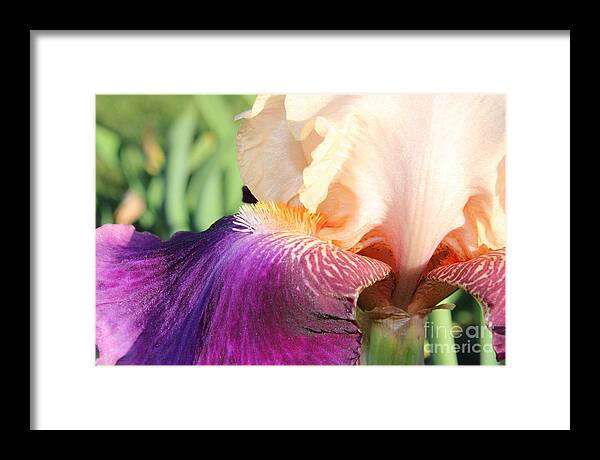 Iris Framed Print featuring the photograph Purple Pink by Fantasy Seasons