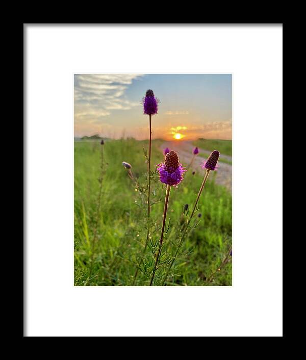 Purple Prairie Clover Framed Print featuring the photograph Purple Prairie Clover by Alex Blondeau