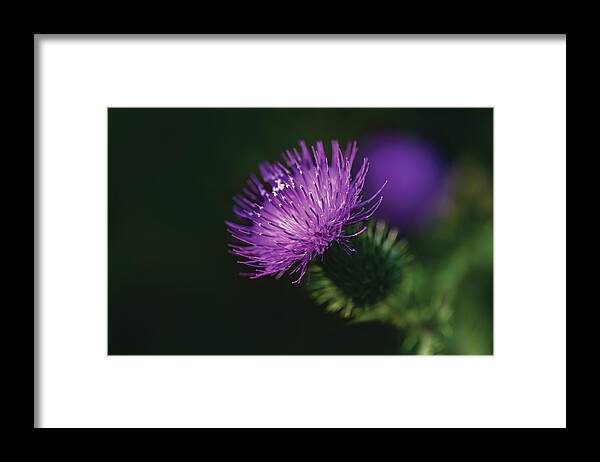 Starthistle Framed Print featuring the photograph Purple Starthistle by Shelby Erickson