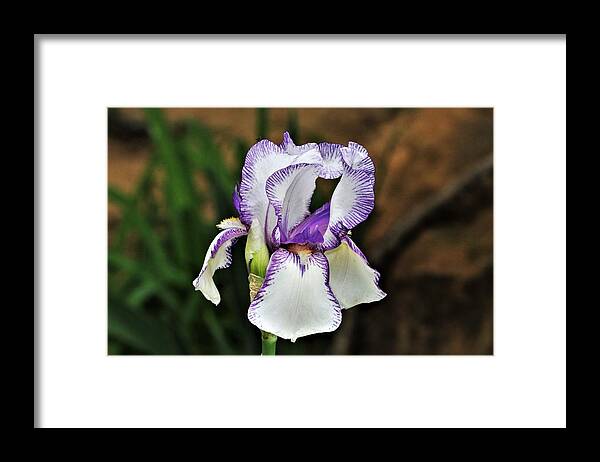 Nature Framed Print featuring the photograph Purple Striped White Iris by Sheila Brown