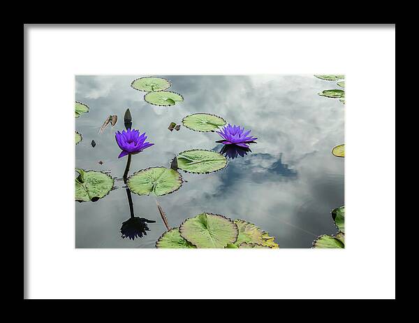 Lily Framed Print featuring the photograph Purple Water Lilies and Pads by Cate Franklyn