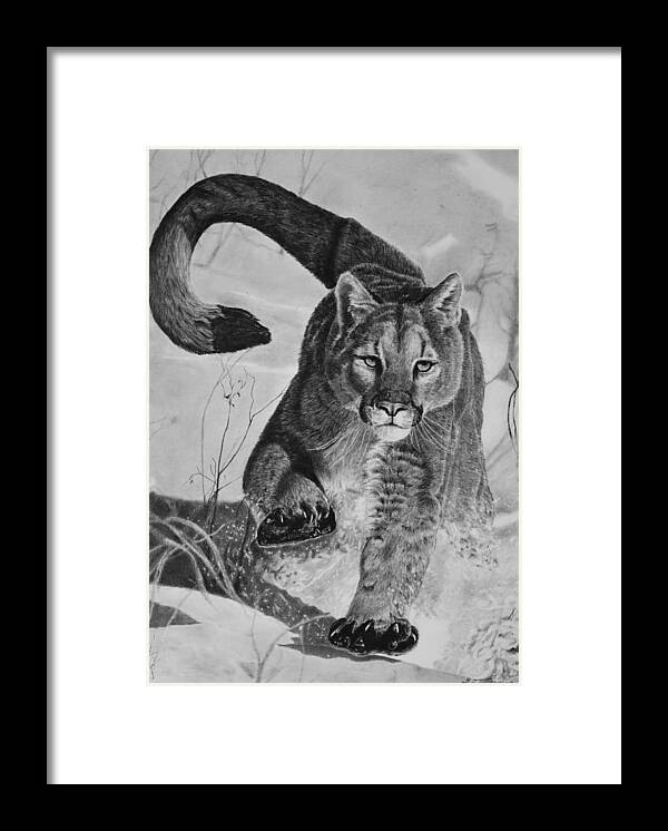 Mountain Lion Framed Print featuring the drawing Pursuit by Greg Fox