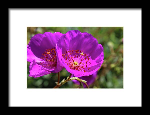 Flowers Framed Print featuring the photograph Pussypaws on the Beach by Marcus Jones