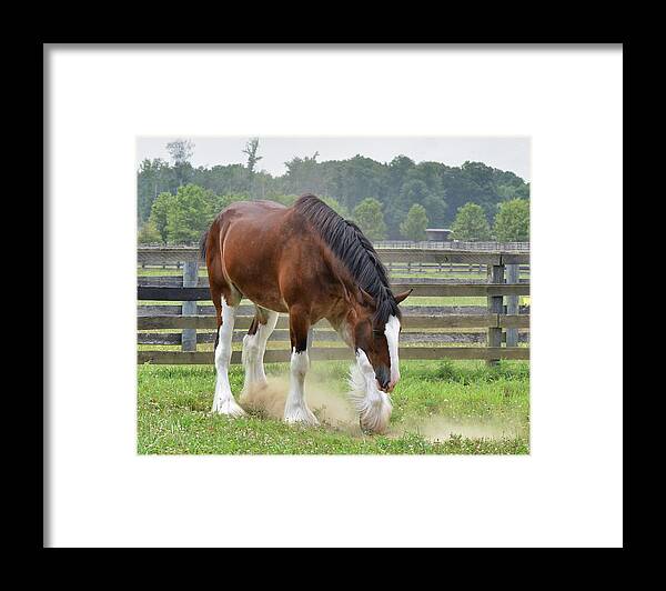 Horse Framed Print featuring the photograph Put your left foot in and shake it all about by Sami Martin