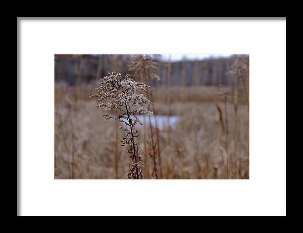 Color Framed Print featuring the photograph Quarry Whisp And Pond - Detail by Kreddible Trout