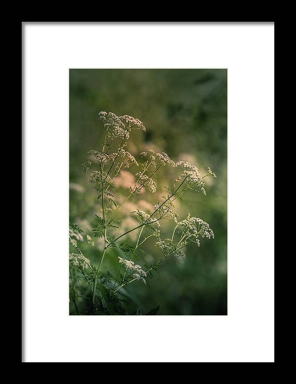 Flower Framed Print featuring the photograph Queen Anne's Lace by Allin Sorenson