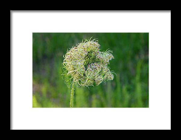 Flowers Framed Print featuring the photograph Queen Annes Lace Flower Cluster by Fon Denton