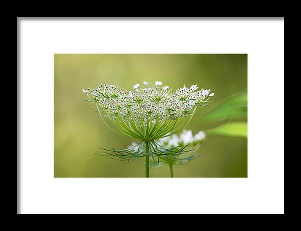 Wildflower Framed Print featuring the photograph Queen Anne's Lace is Going to Seed by Linda Bonaccorsi