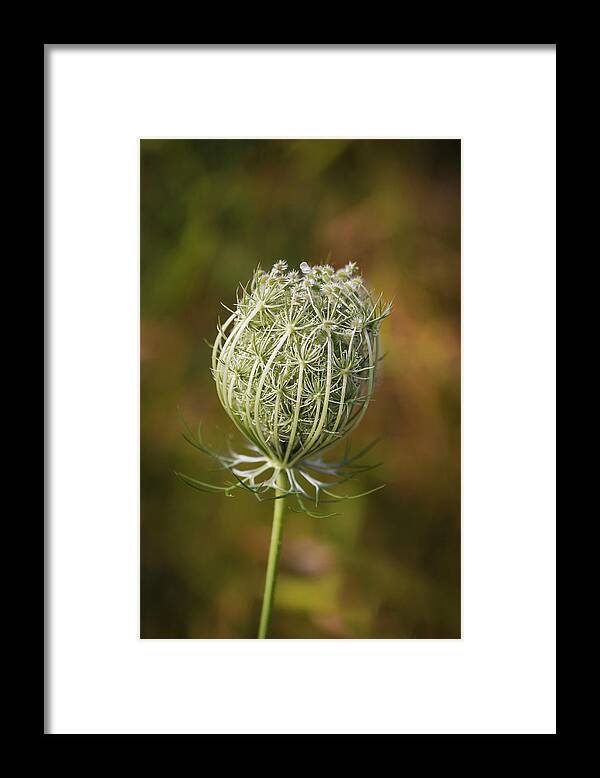 Queen Anne's Lace Framed Print featuring the photograph Queen Anne's Lace - Lady in Waiting by Patti Deters