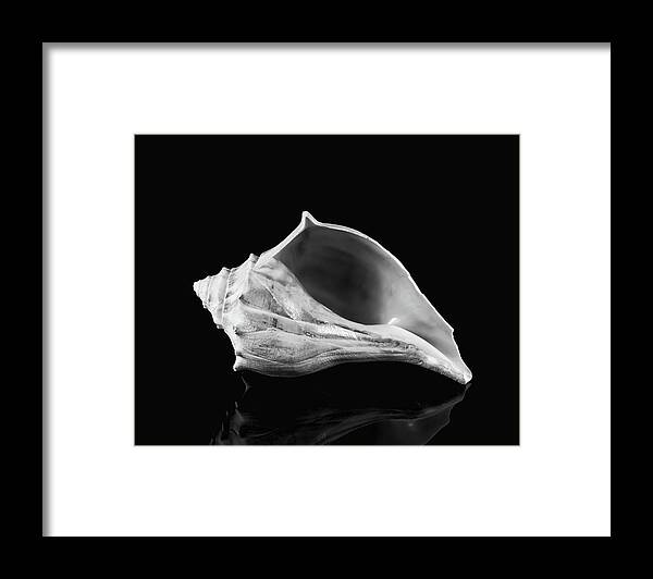 B&w Framed Print featuring the photograph Queen Conch Seashell by Anthony Sacco