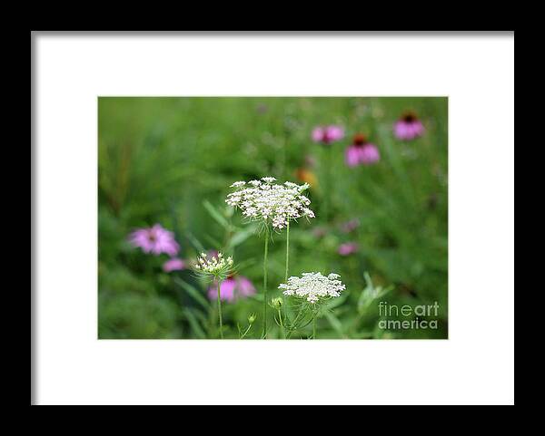 Queen Anne's Lace Framed Print featuring the photograph Queen in a Field by Karen Adams